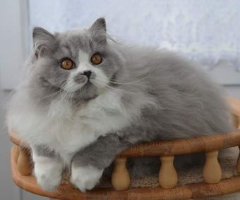 ODISSEA BONI CAT